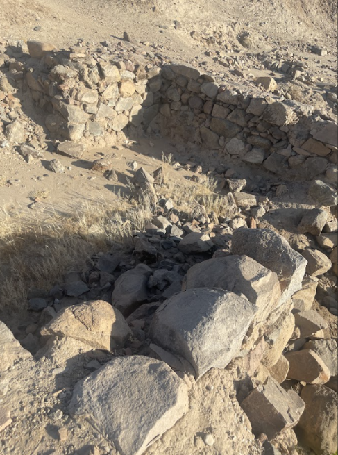 نمو النباتات والأعشاب الضارة في الموقع