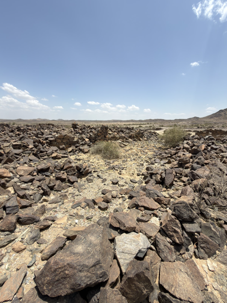 نمو النباتات بين الأحجار.