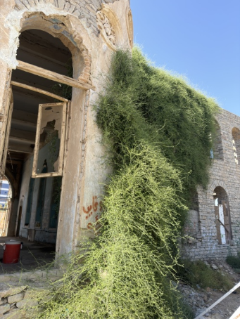 نمو وامتداد النباتات على جدران القصر