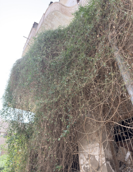 كثافة النباتات المغطية لواجهة المبنى