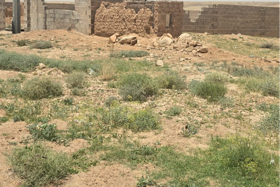 انتشار النباتات والأعشاب في الموقع