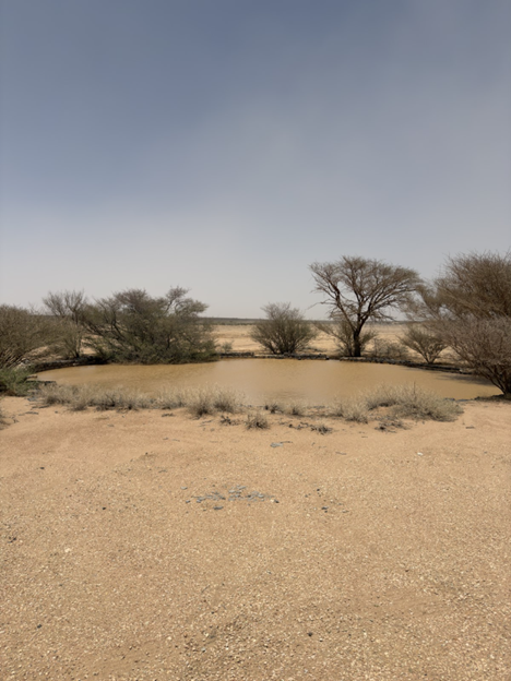 البركة الدائرية في الموقع