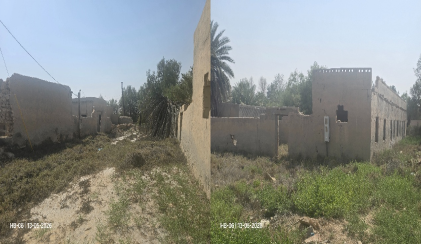 نمو نباتات عشوائية