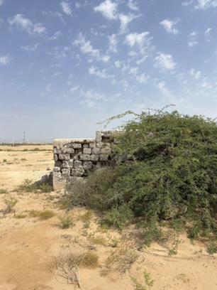 نمو النباتات والحشائش