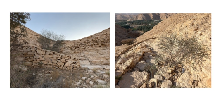 نمو الأشجار داخل تكوينات الموقع