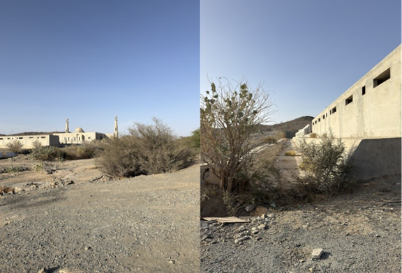 نمو النباتات محيط الموقع بسبب مياه الأمطار