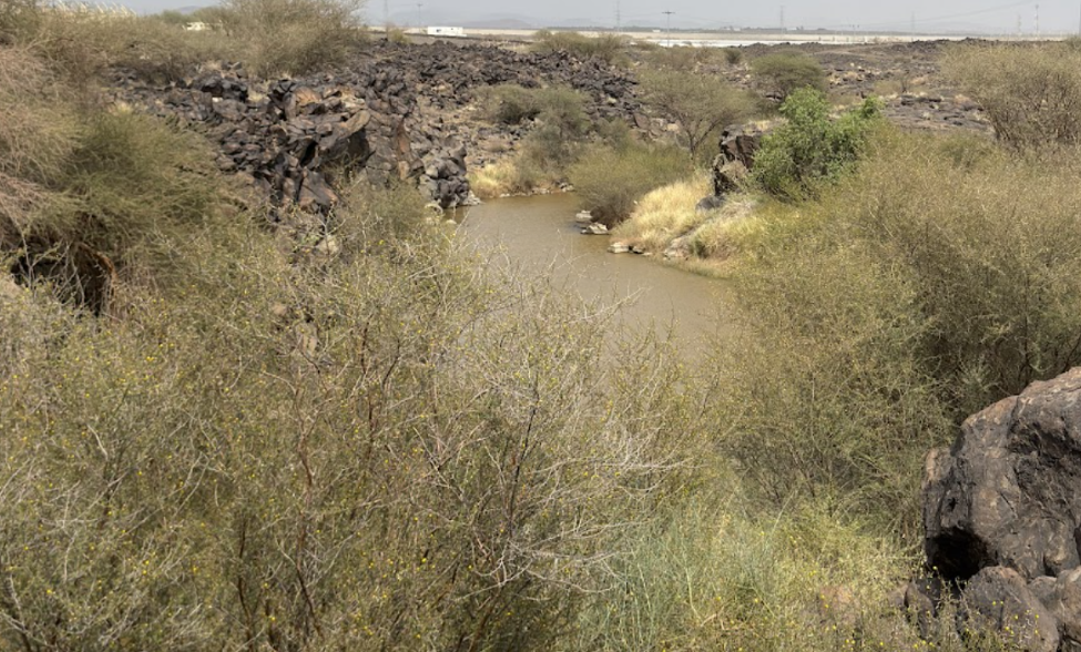 جمالية الكثافة النباتية المحيطة بالموقع