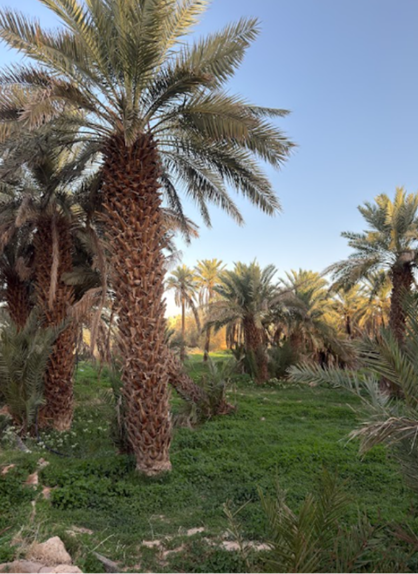 وفرة أشجار النخيل لإنتاج التمور