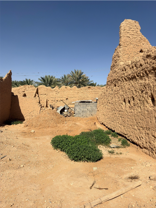 نمو النباتات في بعض المنازل المهجورة في القرية التراثية بعودة سدير