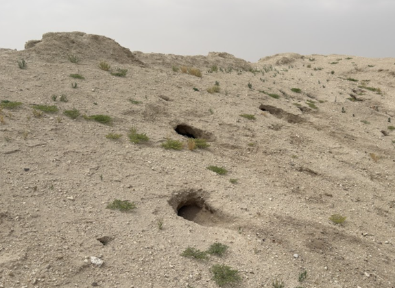 جحور الثعلب