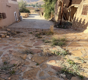 نمو النباتات بطريقة عشوائية