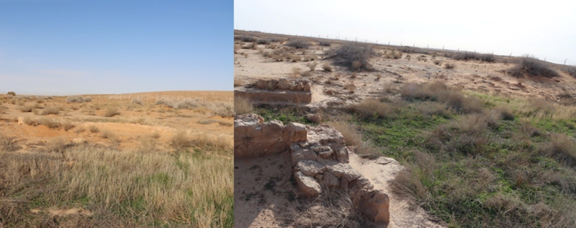 نمو النباتات والأشجار فوق أطلال الموقع