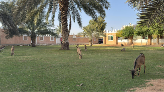 الحيوانات داخل بيت الزنيدي التراثي