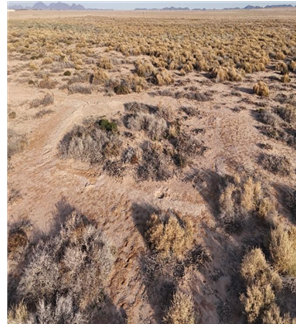 نمو الحشائش في موقع سميراء