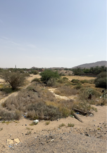 نمو الأشجار الكثيف فى محيط موقع غزوة بدر
