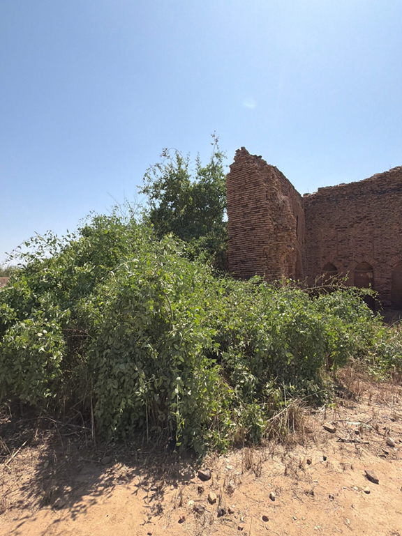 نمو النباتات في داخل موقع القلعة