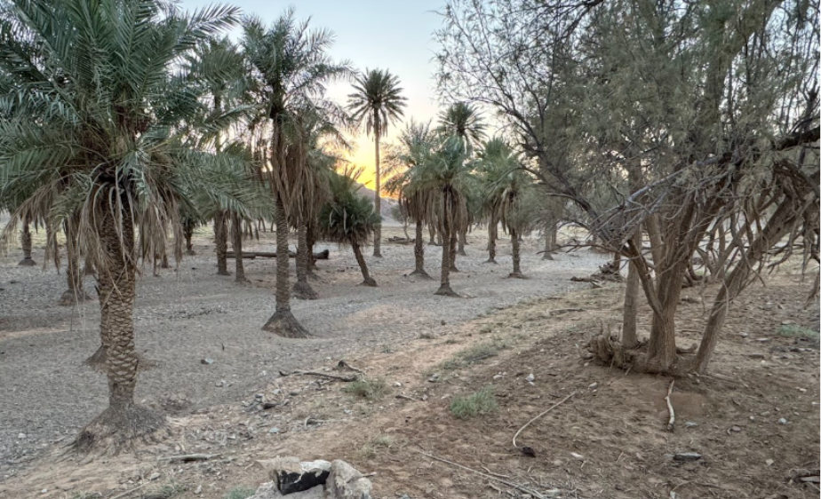 المكونات البيئية الزراعية متمثلة بأشجار النخيل