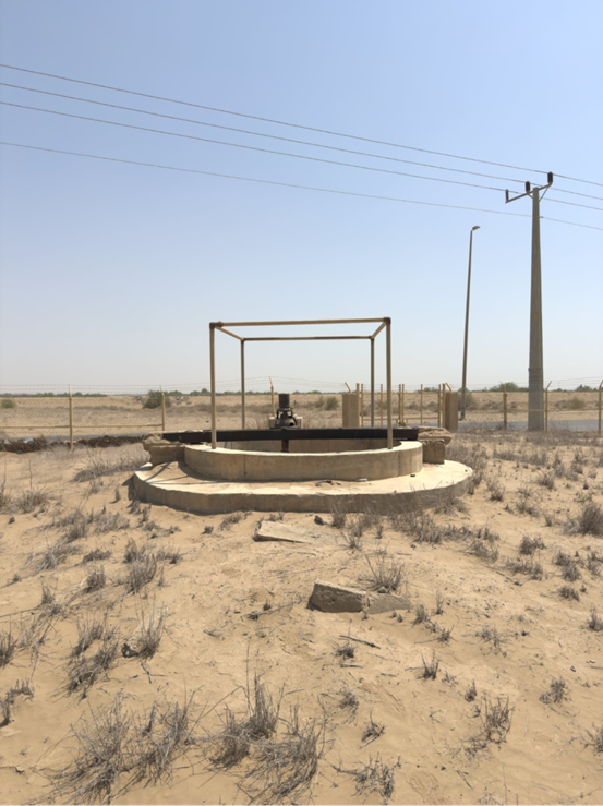 نمو النباتات العشوائية حول الموقع