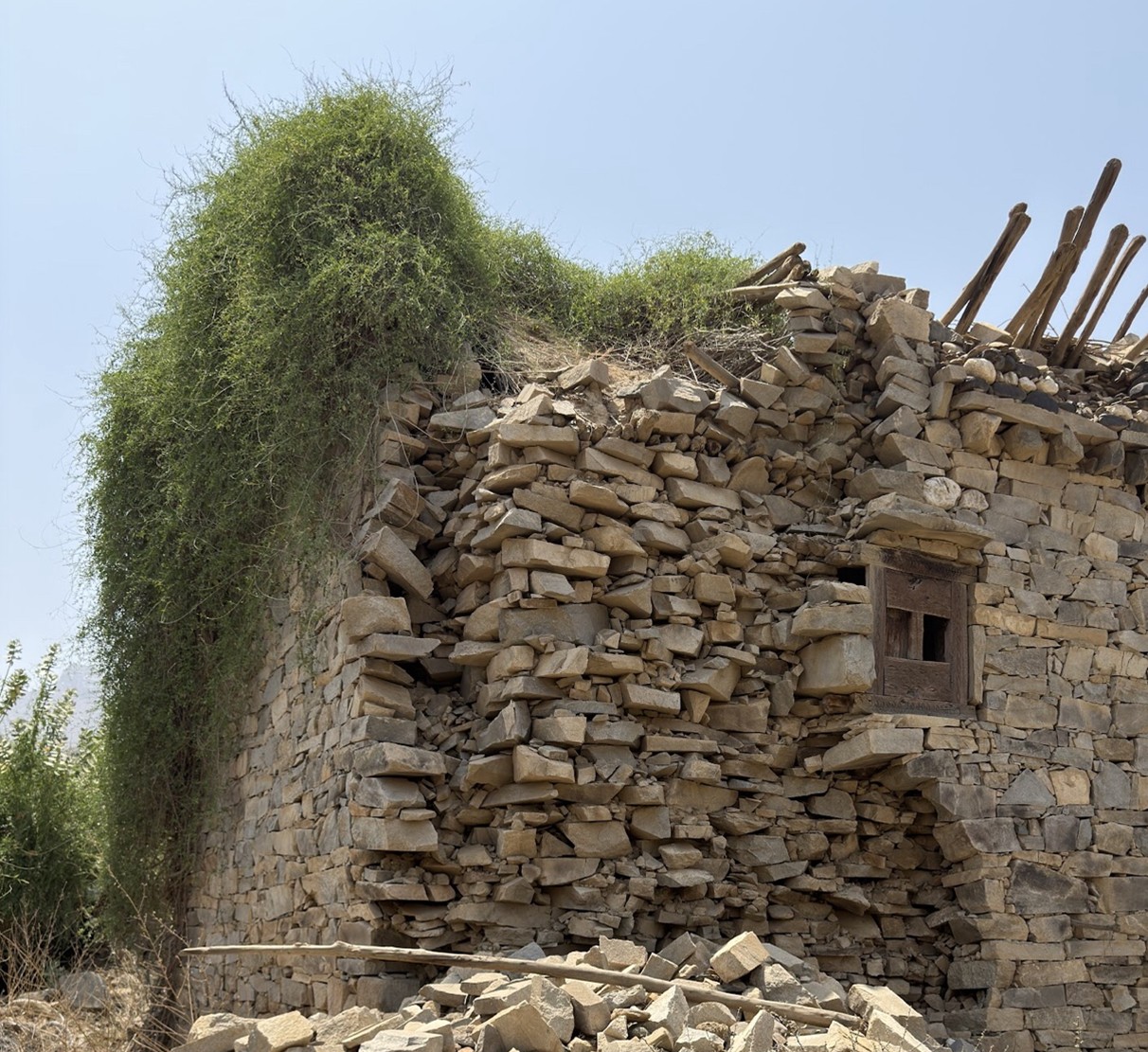 نمو النباتات الكثيفة على واجهة المبنى
