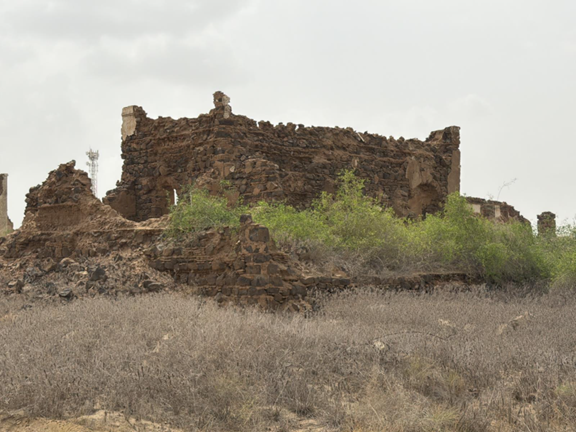 نمو النباتات على اطلال الموقع