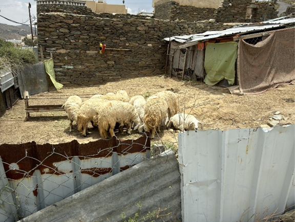 حظائر الماشية الموجودة ضمن حدود القلعة