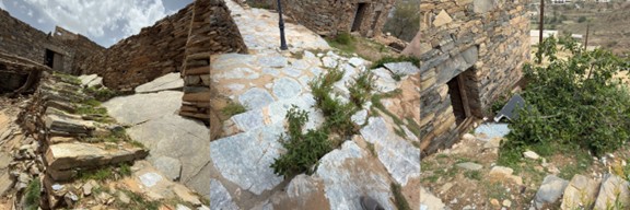 نمو النباتات العشوائية داخل الموقع