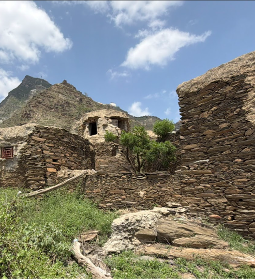 نمو نباتات وشجيرات بالقرب من الجدران