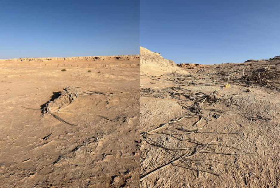 تلف الغطاء النباتي