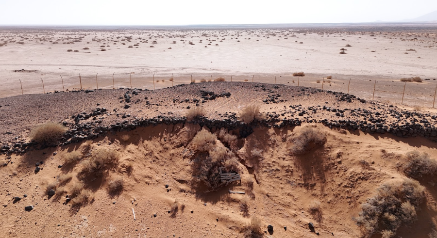 نمو النباتات البرية