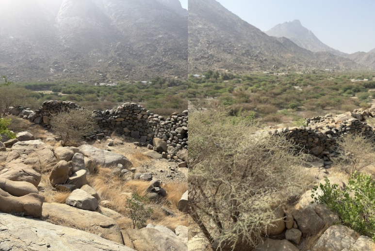 نمو الأشجار والنباتات البرية