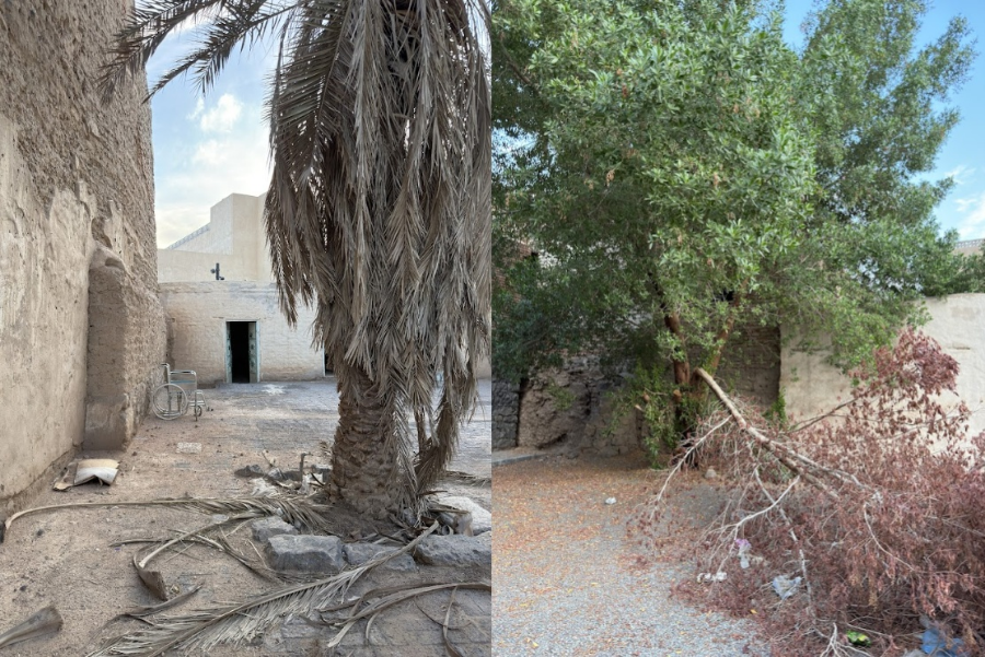 سقوط الأشجار داخل الموقع