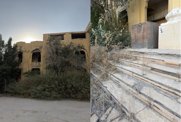 نمو النباتات بشكل عشوائي