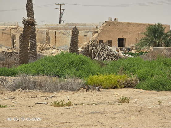 أجزاء من سعف النخيل المستخدم في أسقف البيوت