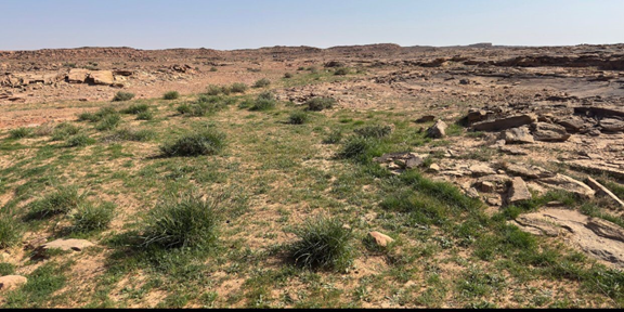 النباتات البرية في العصودة