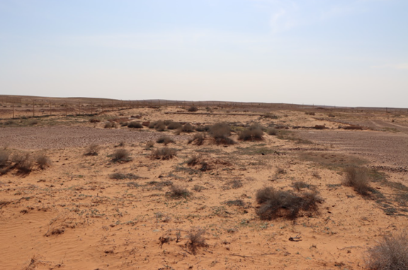 نمو النباتات البرية داخل الموقع