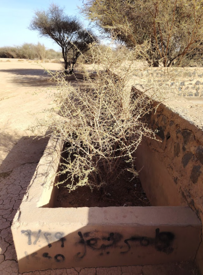 نمو النباتات والشجيرات داخل محيط المنشآت المائية بالموقع