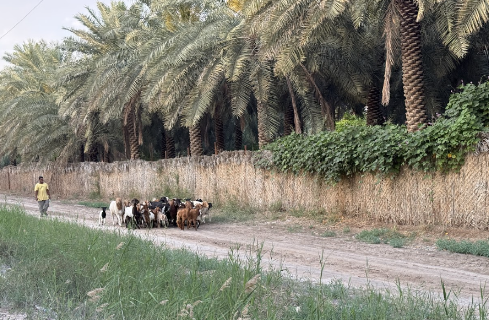 النخيل كعنصر مهيمن على الواحة