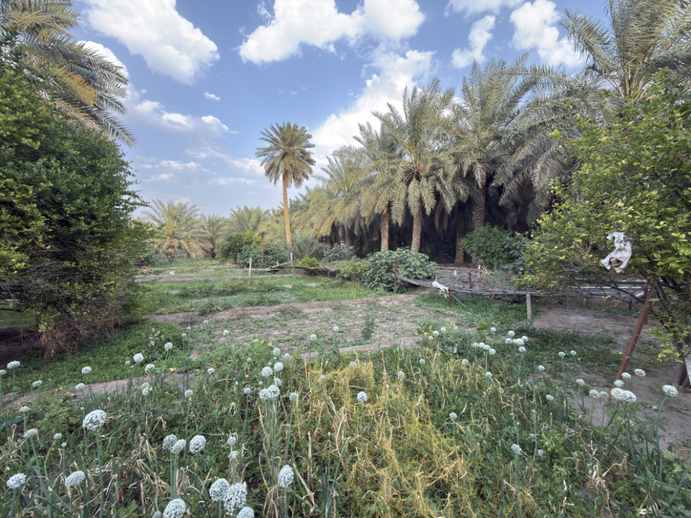 المظهر العام لواحة الأحساء