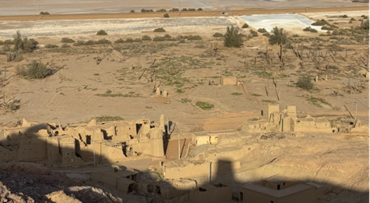 حقول النخيل المحيطة بالموقع