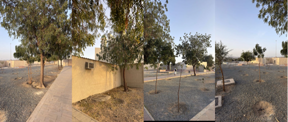 المساحات الخضراء المحيطة بمسجد السيل الكبير