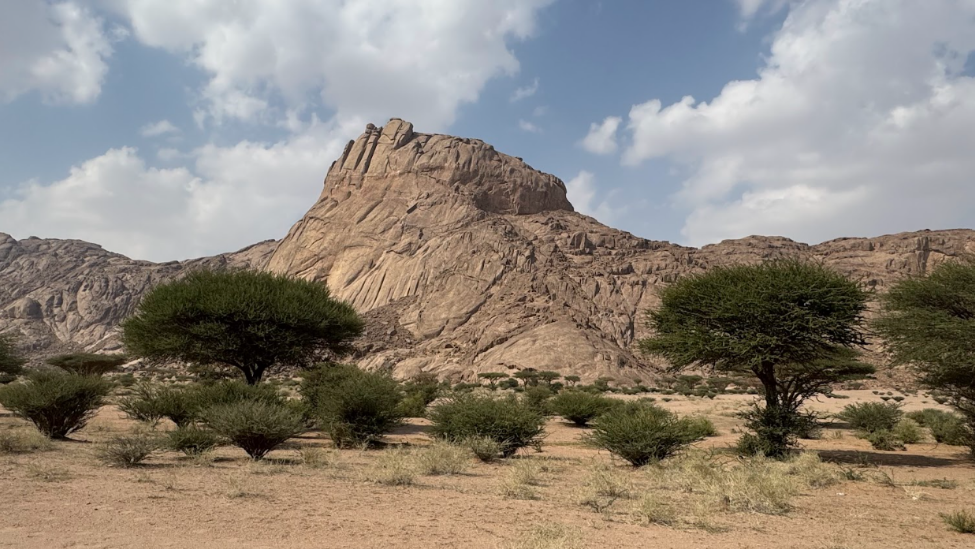 أشجار وغطاء نباتي في الموقع