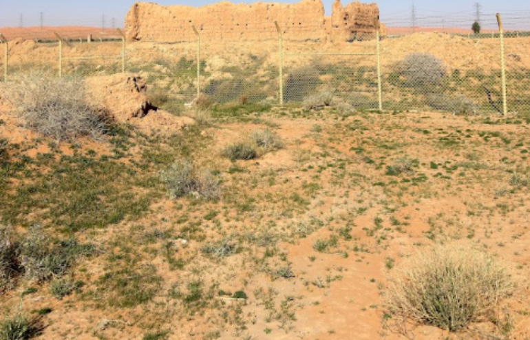 نباتات نامية في الموقع