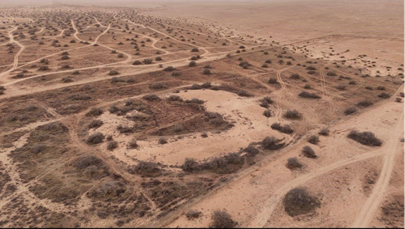 النباتات البرية وشجر السدر في أم العصافير