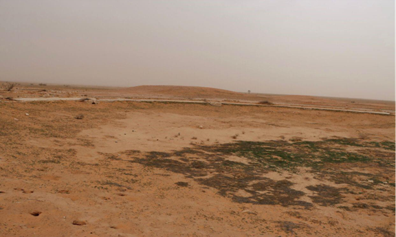 نمو الأعشاب في داخل بركة الشيحيات