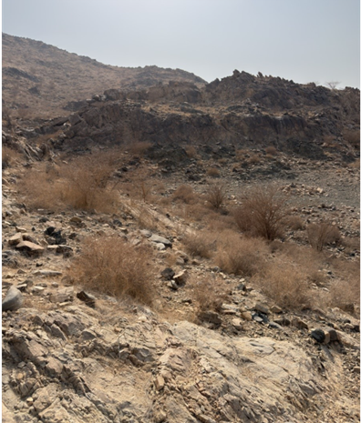 مشهد عام للموقع