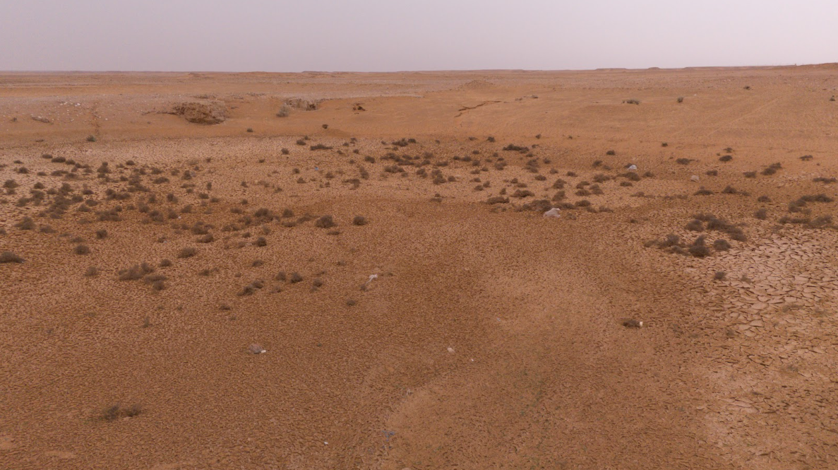 نمو الحشائش والأعشاب والشجيرات فوق عناصر الموقع