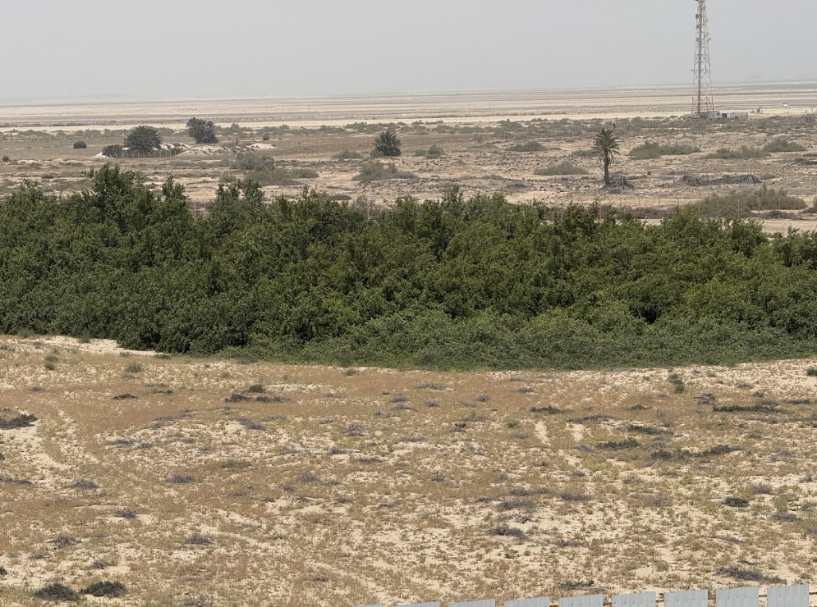 شجر الأراك