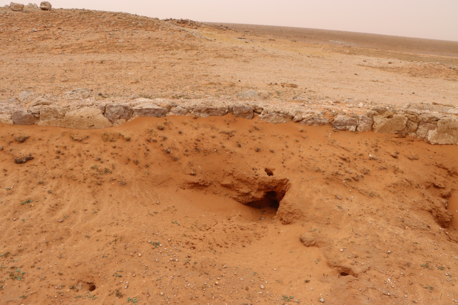 يعاني الموقع من انتشار القوارض