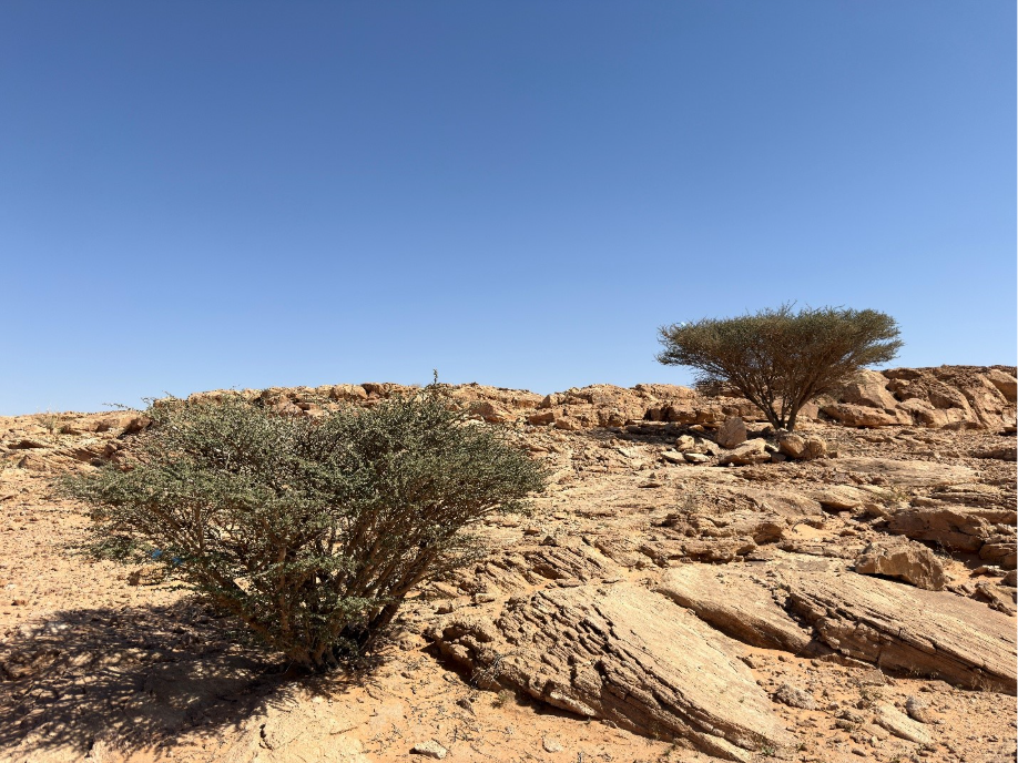 نمو الأشجار بشكل عشوائي في الموقع