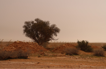 التلال في بركة الشاحوف 2